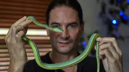 Steve Ludwin menunjukkan ular viper palem peliharaannya di Kennington, London, Kamis (9/11). Steve Ludwin sudah hampir 30 tahun menyuntikkan bisa ular viper tersebut ke tubuhnya. (AFP Photo/Niklas Halle'n)