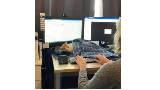 10 Potret Ini Buktikan Kucing Mampu Tidur di Mana Saja, Nyaman Banget