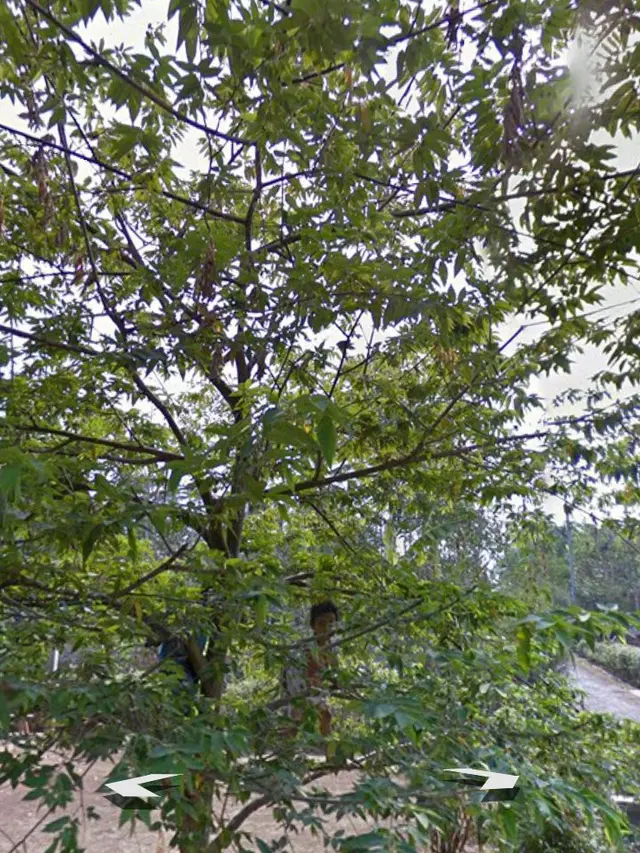 6 Potret Kocak Orang saat Terekam Google Maps Ini Posenya Bikin Ketawa