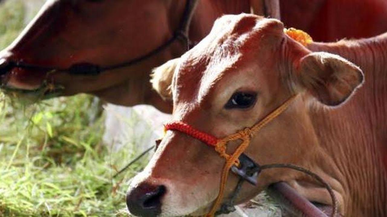 Ilustrasi sapi (Istimewa)