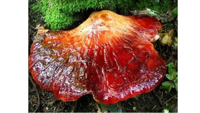 6 Bentuk Jamur Paling Unik di Dunia, Ada yang Mirip Daging Sapi