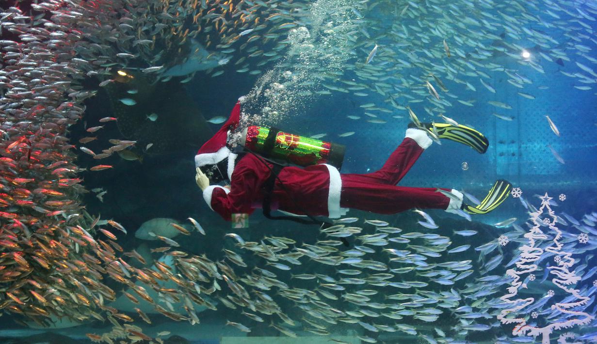 Seorang penyelam yang mengenakan kostum sinterklas berenang di antara kawanan ikan sarden di Coex Aquarium, Seoul, Selasa (18/12). Acara rutin tahunan ini menghadirkan penyelam berpakaian Sinterklas untuk menghibur pengunjung. (AP Photo/Ahn Young-joon)