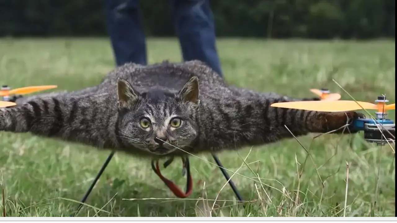 [Bintang] Kucing 