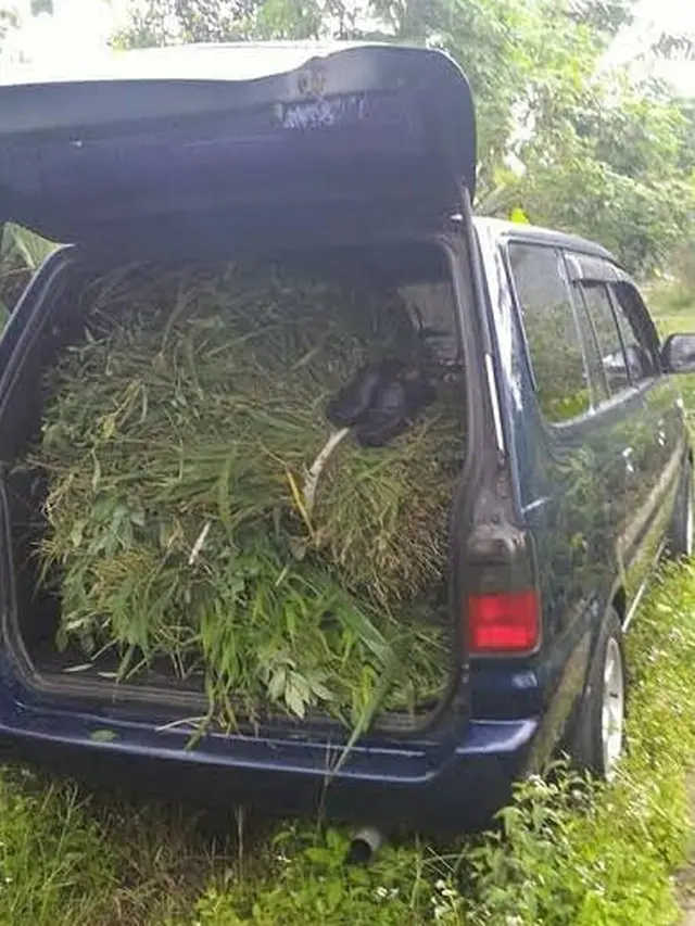 6 Potret Alih Fungsi Mobil untuk Pekerjaan di Sawah Ini Nyeleneh Banget