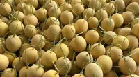 10 Tips Efisiensi Berkebun Melon untuk Petani Sibuk, Efektif Datangkan Untung Selangit