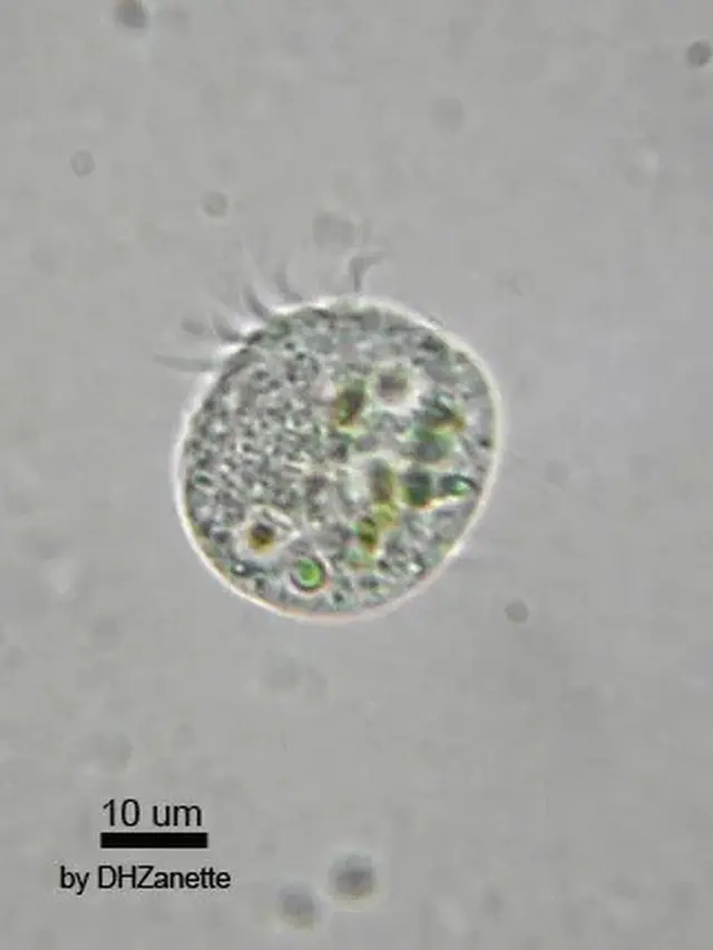 Organisme Pemakan Virus