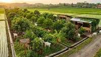7 Pohon Buah yang Cocok Dipadukan dengan Ternak Kambing Dekat Sawah, Produktif dan Menguntungkan