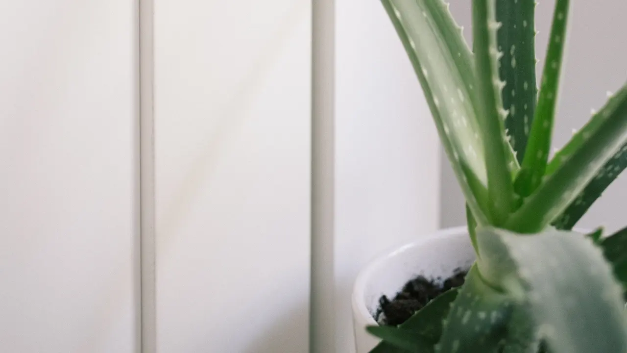Aloe Vera Tak Sekadar Melembapkan, Bisa Juga Mengatasi Kulit Berminyak