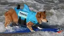 Seekor anjing mengenakan pelampung sambil menaiki papan selancar saat mengikuti Surf City Dog di Pantai Huntington, California (23/9). Kompetisi selancar untuk anjing ini juga digemari oleh penduduk setempat. (AFP Photo/Mark Ralston)