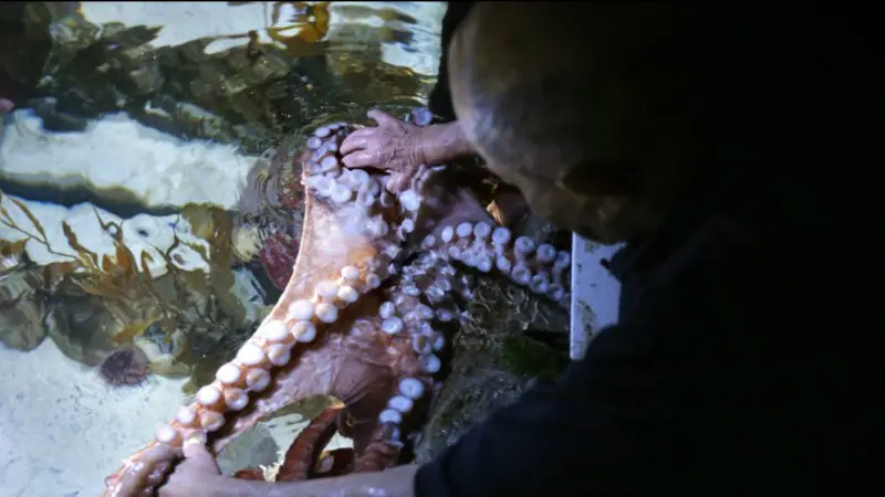 Wilson Menashi, 84 tahun, dari Lexington, berinteraksi dengan gurita di Akuarium New England, di Boston, Amerika Serikat, 3 Januari 2019. (AP)