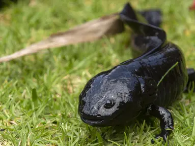 Seekor hewan sejenis amfibi Ajolote (Ambystoma mexicanum) berada di pusat konservasi saat Ajolote Preservation Event di mana tindakan pelestarian spesies endemik yang terancam punah ini dibahas di Xochimilco, Mexico City, Meksiko, 16 Februari 2022. (CLAUDIO CRUZ/AFP)