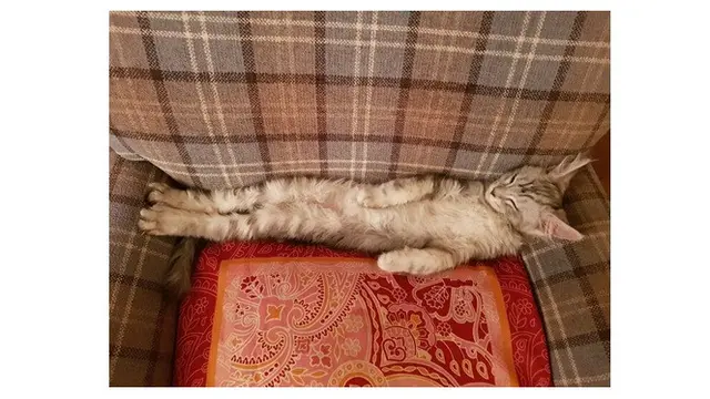 8 Pose Nyeleneh Hewan Peliharaan saat Tidur Ini Bikin Geleng kepala