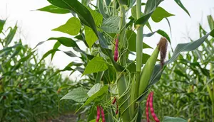 Sistem Tumpang Sari Kacang Merah dan Jagung (AI)