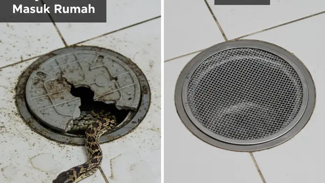 Ciri rumah yang sering dimasuki ular (Foto: Gemini AI)