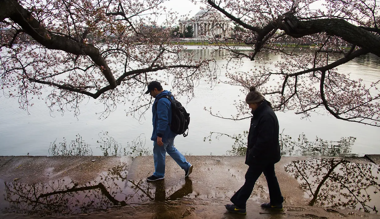 Wisatawan berjalan di sekitar Tidal Basin untuk menikmati bunga sakura yang mulai mekar di Washington DC, Selasa (22/3). (Jim Watson/AFP)