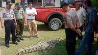 Buaya yang ditangkap warga Desa Sikakak, Kabupaten Kuantan Singingi, akhirnya mati karena lemas. (Liputan6.com/Dok BBKSDA Riau/M Syukur)