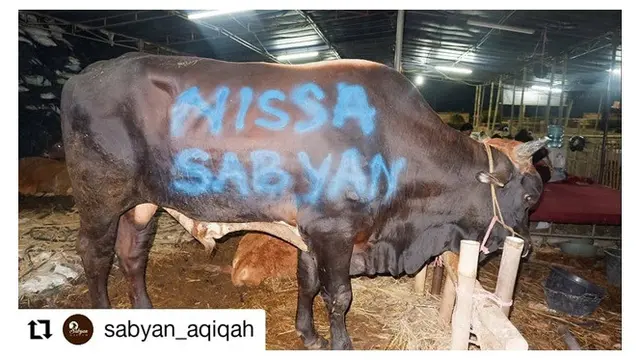 Rayakan Idul Adha, 7 Artis Indonesia Ini Pilih Sapi Jumbo untuk Berkurban