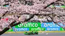 Pembalap Kick Sauber, Zhou Guanyu terlihat memacu mobilnya di antara ranting pohon sakura saat melakukan latihan bebas pertama (FP1) F1 GP Jepang 2024 di Sirkuit Suzuka, Jepang, Jumat (05/04/2024). (AFP/Yuichi Yamazaki)