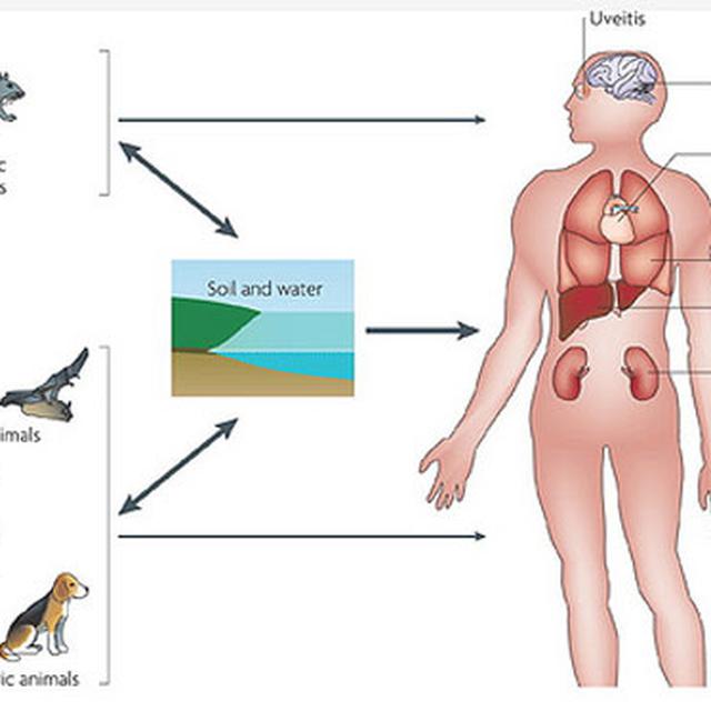 Ciri Ciri Orang Yang Terkena Leptospirosis Health Liputan6 Com