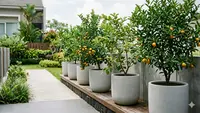 6 Inspirasi Desain Kebun Kecil dengan Tabulampot Buah Estetik, Panen Melimpah di Lahan Sempit