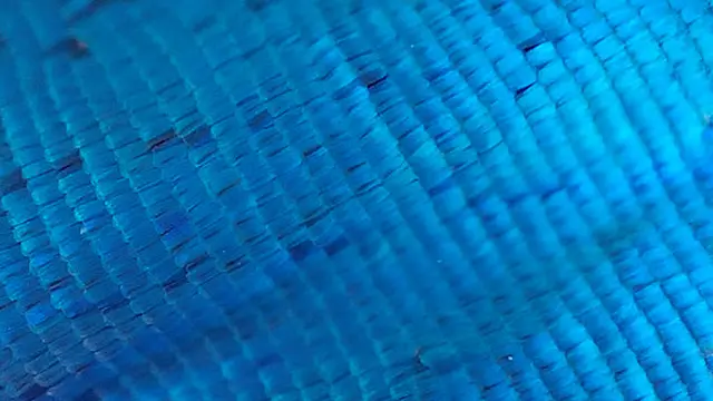 Detail hasil kamera mikrolens OPPO Reno7