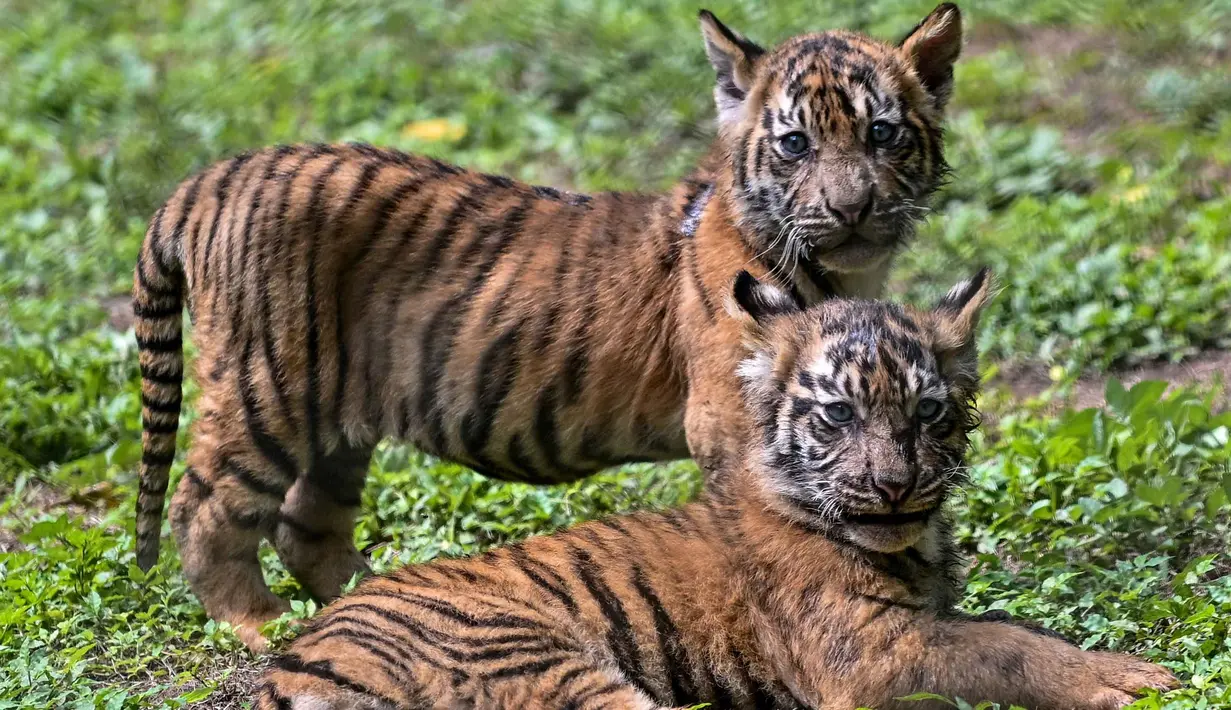 Anak-anak harimau Sumatera (Panthera tigris sumatrae) yang masih berusia sepuluh minggu saat debut mereka di Taman Safari Indonesia II Prigen, Pasuruan, Jawa Timur, Kamis (4/6/2026). (Juni KRISWANTO/AFP)
