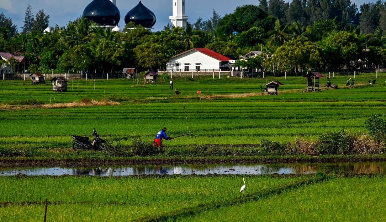 Angka ini naik sekitar 0,10 juta ton atau 5,43 persen dibandingkan produksi GKP tahun 2024 yang tercatat sebesar 1,89 juta ton. Tampak dalam foto, seorang petani bekerja di sawah di Lhoknga, Provinsi Aceh pada Kamis 20 November 2025. (CHAIDEER MAHYUDDIN/AFP)
