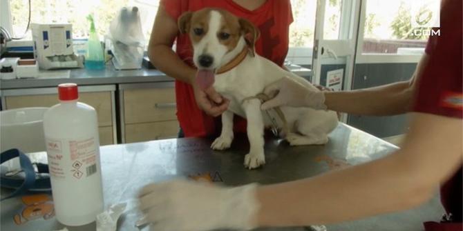 VIDEO: Kewajiban Tes DNA Anjing di Spanyol, untuk Apa?