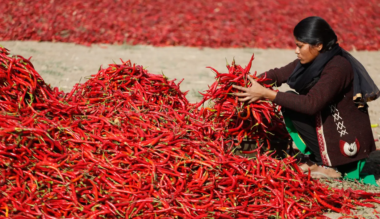 Seorang wanita India menyortir cabai merah di sebuah lahan pertanian di Desa Shertha, dekat Gandhinagar, 25 Maret 2018. Ribuan cabai menciptakan karpet yang menakjubkan berwarna merah. (AP Photo/Ajit Solanki)