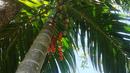 Pinang Merah, tanaman dengan nama ilmiah cyrtostachys lakka ini, juga dipercaya dapat menolak serangan black magic semacam santet yang ditujukan pada penghuni rumah. (Istimewa)