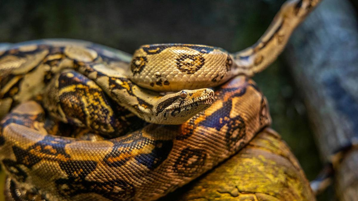 8 Ular Terbesar yang Bisa Menelan Manusia, Mangsa Anaconda Seukuran Sapi