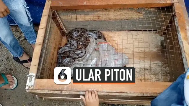 Hujan deras selama beberapa jam memicu seekor ular piton keluar dari sarangnya. Hewan itu sempat masuk ke warung di perumahan warga Serang Banten.