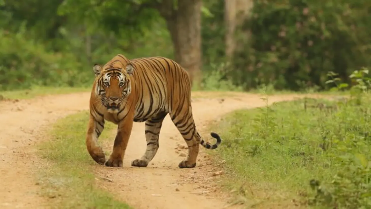 Ilustrasi harimau