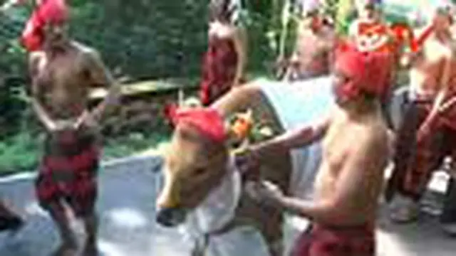 Kemuliaan Sapi Bali