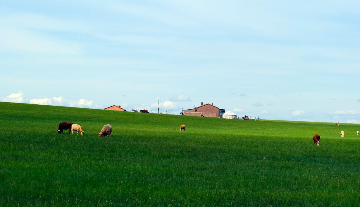 Foto pada 28 Juni 2020 menunjukkan pemandangan sebuah padang rumput di Prefektur Xilingol, Daerah Otonom Mongolia Dalam, China. Sejauh ini, tingkat vegetasi padang rumput dan cakupan hutan di daerah tersebut masing-masing telah mencapai 44 persen dan 22,1 persen. (Xinhua/Jia Lijun)