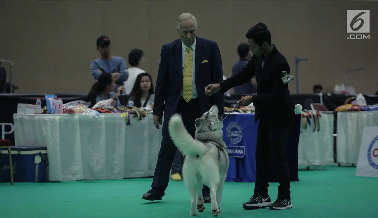 Peserta bersama anjing jenis Siberian Husky mengikuti kontes anjing "CAC International Dog Show 2018" di Ecovention, Ancol, Jakarta, Minggu (4/2). (Liputan6.com/Faizal Fanani)