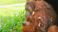 Bayi Orangutan mungil lahir di Taman Safari Lagoi. (Liputan6.com/M Syukur)