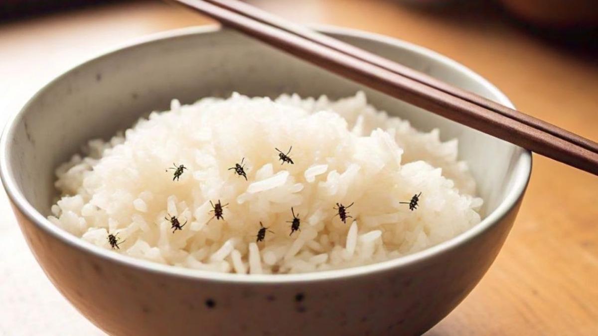 Cara Mengusir Kutu Beras dengan Bahan Dapur Sederhana, Ampuh Dilakukan