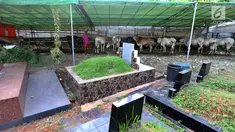 Pedagang memberikan makan pada hewan kurban yang dijajakannya di TPU Tanah Kusir, Jakarta, Senin (21/8). Pedagang hewan kurban memanfaatkan lahan di areal makam untuk menjual sapi menjelang Hari Raya Idul Adha. (Liputan6.com/Johan Tallo)