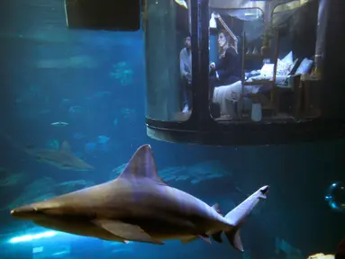 Wisatawan melihat ikan hiu di dalam kamar saat menginap di hotel bawah air Aquarium of Paris, Prancis, 14 Maret 2016. Hotel yang dibuat oleh Airbnb dan Aquarium of Paris tersebut menawarkan sensasi menginap yang menegangkan. (REUTERS/Charles Platiau)