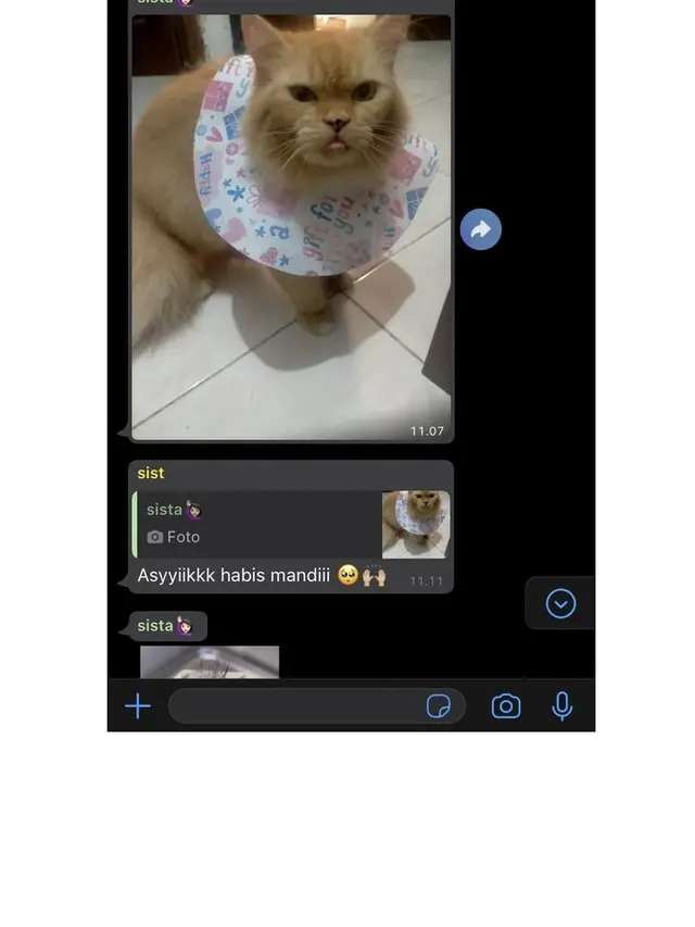 6 Chat Ibu ke Grup Keluarga Bahas Kucing Ini Bikin Tepuk Jidat