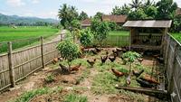 7 Model Kebun Ayam Umbaran dengan Pagar Sederhana di Desa