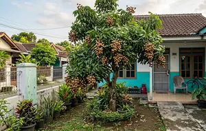 Kelengkeng Berbuah tapi Rasanya Kurang Manis? Ini Cara Merawat Pohon agar Hasilnya Lebih Baik