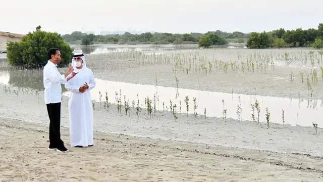 FOTO: Presiden Jokowi Tanam Mangrove di Abu Dhabi
