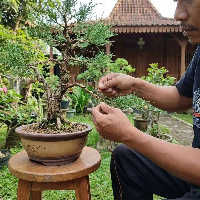 Cara Merawat Bonsai Cemara