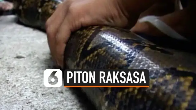 Sekelompok Petani di Indonesia berusaha keras untuk mengeluarkan seekor Piton yang terjebak di selokan. Butuh waktu sekitar 15 menit untuk mengeluarkan piton yang berukuran raksasa tersebut.
