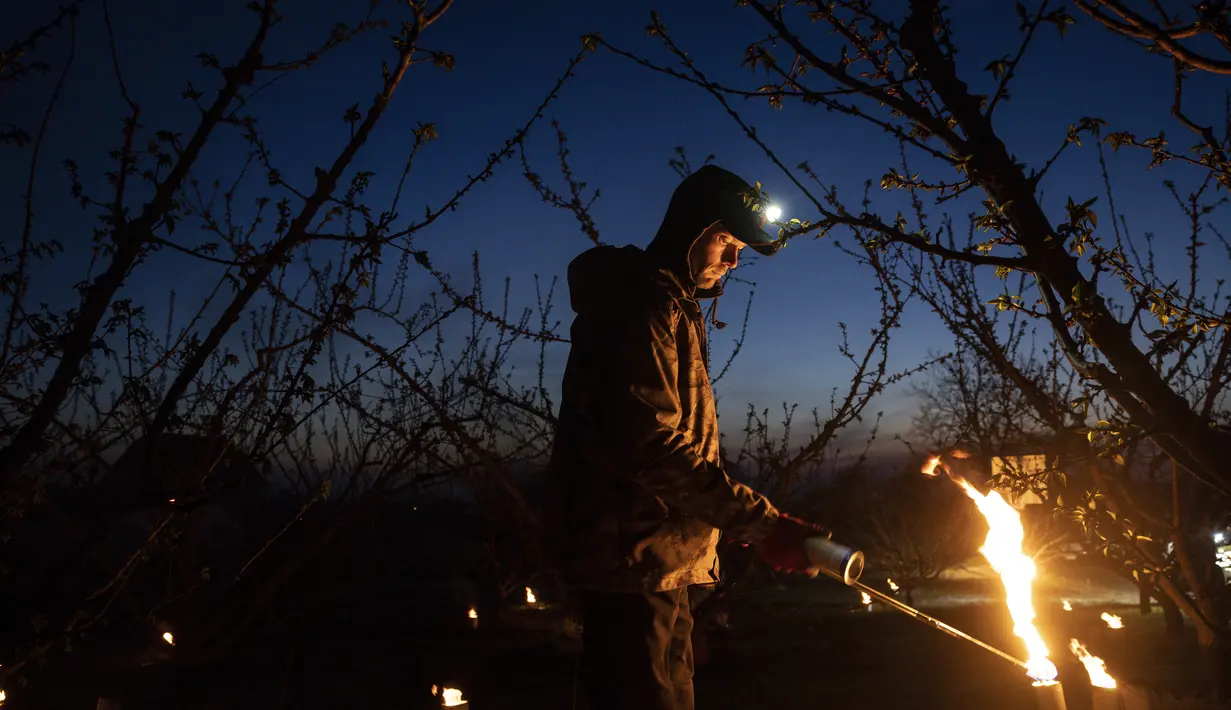 Seorang petani menyalakan lilin raksasa yang menyala di antara pohon buah-buahan untuk melindungi dari embun beku di Tranenheim timur Prancis (4/4/2022). (AP Photo/Jean-Francois Badias)