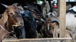 Sejumlah kambing diberi makan di Pasar Kambing Tanah Abang, Jakarta, Minggu (11/9). Satu hari jelang Idul Adha 1437 H, pedagang di pasar tersebut bisa menjual 70-90 ekor per hari dari harga Rp 2 juta hingga 5 juta. (Liputan6.com/Faizal Fanani)