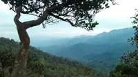 Gunung Bunga Buah di Malaysia. (Dok: Gunung Bagging&nbsp;https://www.gunungbagging.com/bunga-buah/nggallery/page/2)