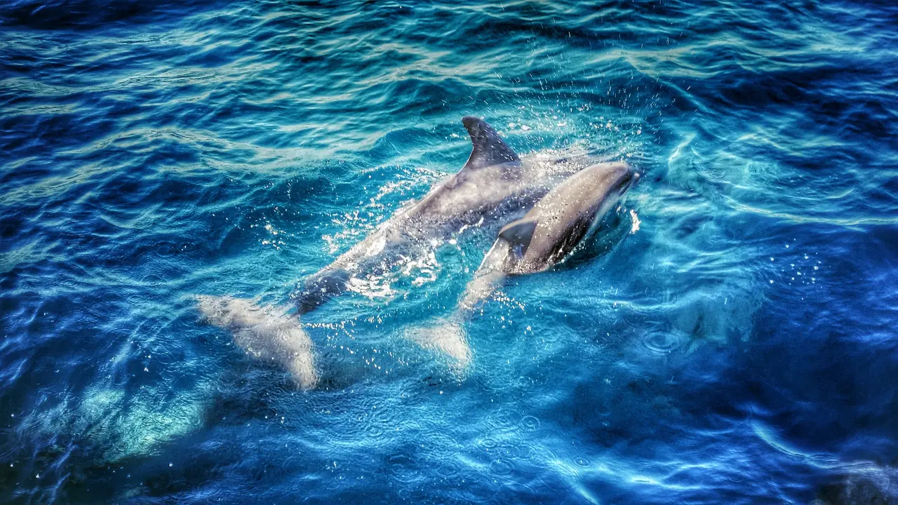 Dolphin Parenting